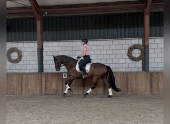 KWPN, Wałach, 6 lat, 172 cm, Ciemnogniada