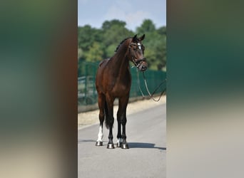 KWPN, Wałach, 6 lat, 172 cm, Ciemnogniada