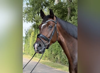 KWPN, Wałach, 6 lat, 172 cm, Gniada