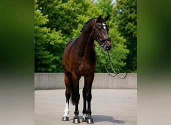 KWPN, Wałach, 6 lat, 172 cm, Gniada