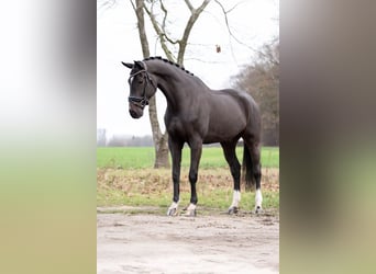 KWPN, Wałach, 6 lat, 172 cm, Kara