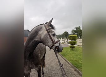 KWPN, Wałach, 6 lat, 172 cm, Siwa jabłkowita