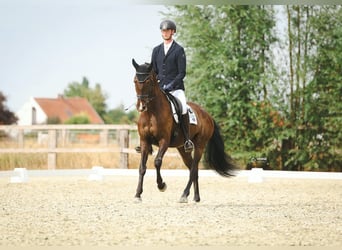 KWPN, Wałach, 6 lat, 172 cm, Skarogniada