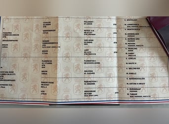 KWPN, Wałach, 6 lat, 172 cm, Skarogniada