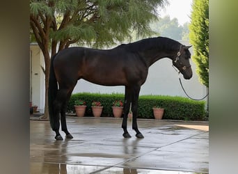 KWPN, Wałach, 6 lat, 173 cm, Ciemnogniada