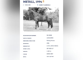 KWPN, Wałach, 6 lat, 173 cm, Ciemnogniada