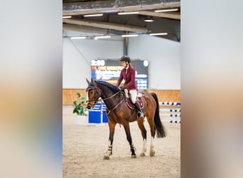 KWPN, Wałach, 6 lat, 173 cm, Gniada