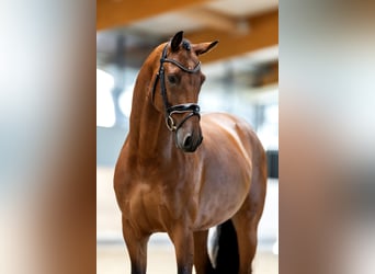 KWPN, Wałach, 6 lat, 173 cm, Gniada