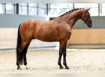 KWPN, Wałach, 6 lat, 173 cm, Gniada