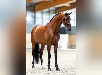 KWPN, Wałach, 6 lat, 173 cm, Gniada