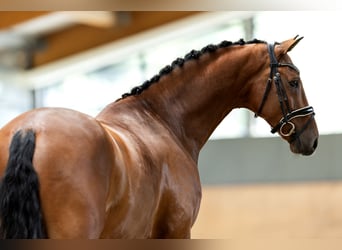 KWPN, Wałach, 6 lat, 173 cm, Gniada