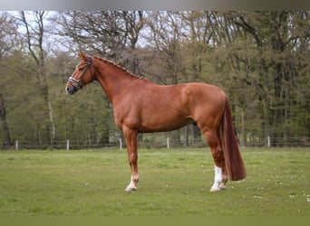 KWPN, Wałach, 6 lat, 174 cm, Kasztanowata