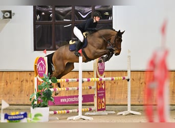 KWPN, Wałach, 6 lat, 177 cm, Gniada