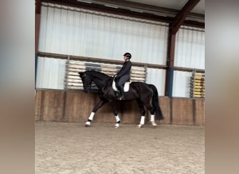 KWPN, Wałach, 6 lat, 177 cm, Kara