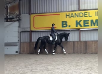 KWPN, Wałach, 6 lat, 177 cm, Kara