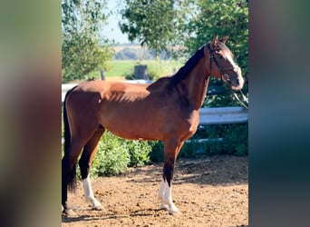 KWPN, Wałach, 6 lat, 180 cm, Gniada
