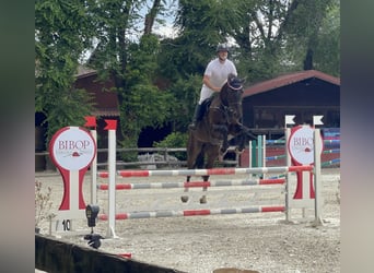KWPN, Wałach, 6 lat, 184 cm, Ciemnogniada