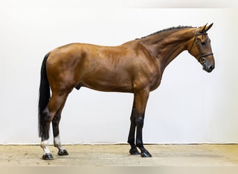 KWPN, Wałach, 6 lat, 186 cm