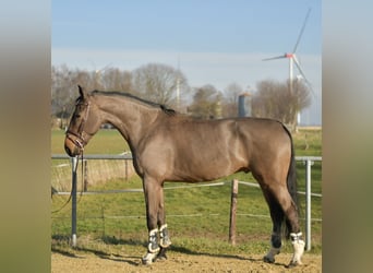 KWPN, Wałach, 6 lat, 187 cm, Ciemnogniada