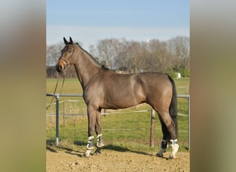 KWPN, Wałach, 6 lat, 187 cm, Ciemnogniada