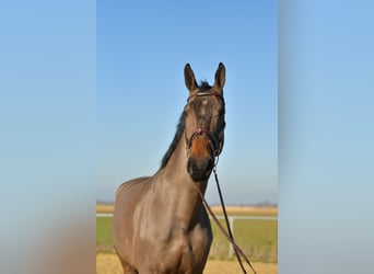 KWPN, Wałach, 6 lat, 187 cm, Ciemnogniada