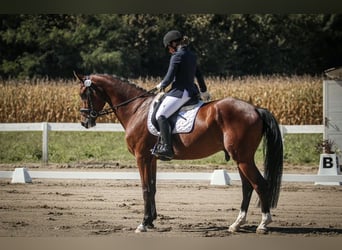 KWPN, Wałach, 6 lat, Gniada