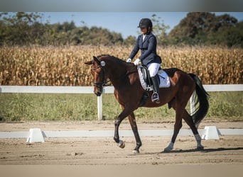 KWPN, Wałach, 6 lat, Gniada