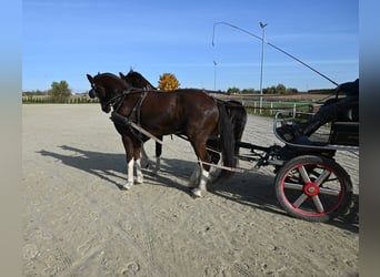 KWPN, Wałach, 6 lat, Kasztanowata