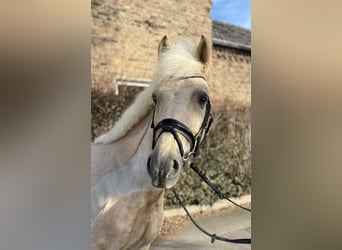 KWPN, Wałach, 7 lat, 155 cm, Izabelowata