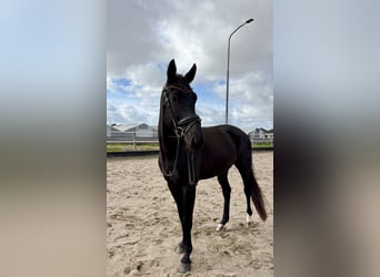 KWPN, Wałach, 7 lat, 157 cm, Skarogniada