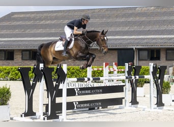KWPN, Wałach, 7 lat, 162 cm, Ciemnogniada
