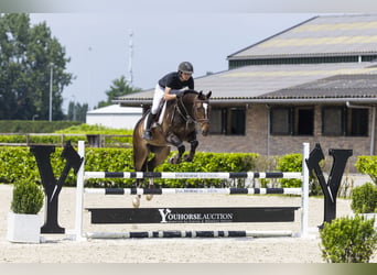 KWPN, Wałach, 7 lat, 162 cm, Ciemnogniada