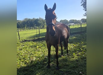 KWPN, Wałach, 7 lat, 163 cm, Gniada