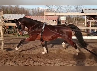 KWPN, Wałach, 7 lat, 165 cm, Gniada