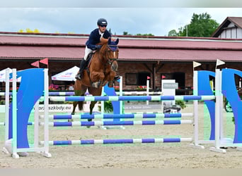 KWPN, Wałach, 7 lat, 165 cm, Kasztanowata