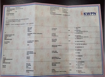 KWPN, Wałach, 7 lat, 165 cm, Kasztanowata