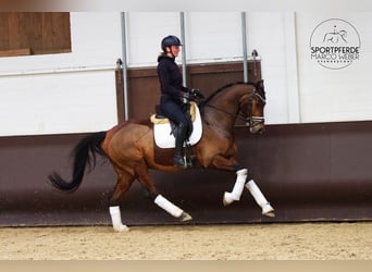 KWPN, Wałach, 7 lat, 166 cm, Ciemnogniada