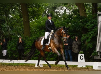 KWPN, Wałach, 7 lat, 166 cm, Gniada