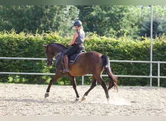 KWPN, Wałach, 7 lat, 166 cm, Gniada