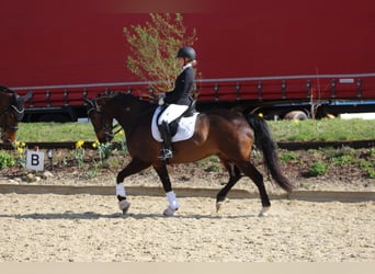 KWPN, Wałach, 7 lat, 166 cm, Gniada