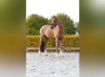 KWPN, Wałach, 7 lat, 167 cm, Kasztanowata