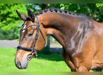 KWPN, Wałach, 7 lat, 167 cm