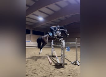 KWPN, Wałach, 7 lat, 168 cm, Gniada