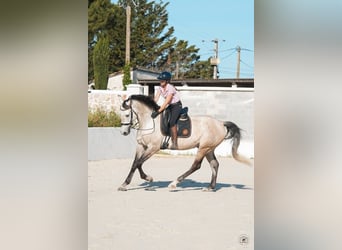 KWPN, Wałach, 7 lat, 170 cm, Bułana