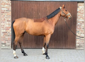 KWPN, Wałach, 7 lat, 170 cm, Gniada