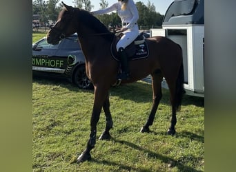 KWPN, Wałach, 7 lat, 170 cm, Gniada