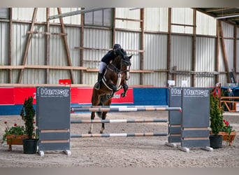 KWPN, Wałach, 7 lat, 170 cm, Gniada