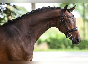 KWPN, Wałach, 7 lat, 170 cm, Gniada