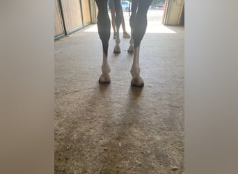 KWPN, Wałach, 7 lat, 170 cm, Gniada