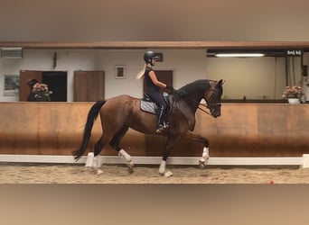 KWPN, Wałach, 7 lat, 170 cm, Gniada